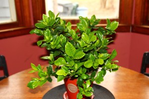 My granny's favorite flower.